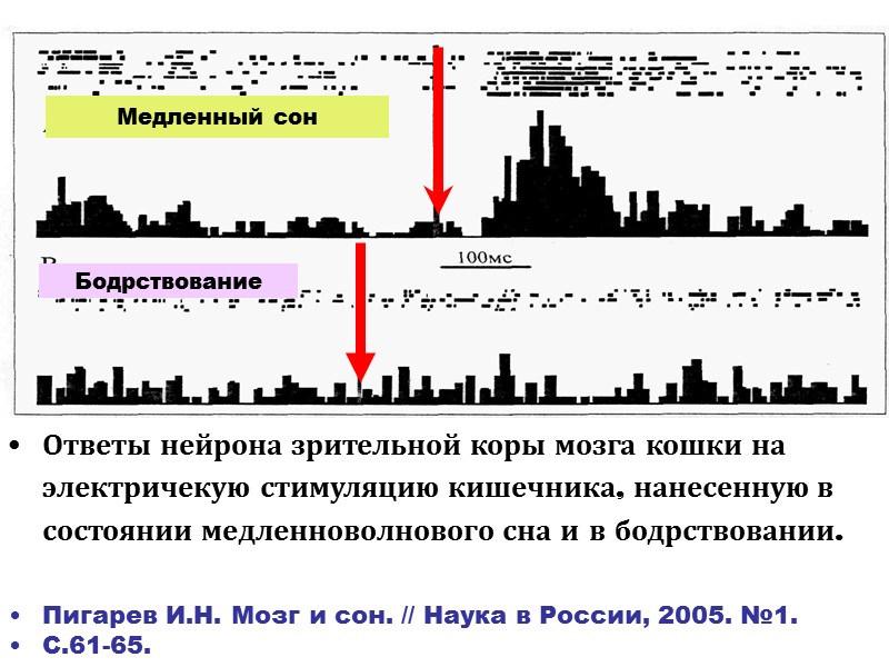 Ответы нейрона зрительной коры мозга кошки на электричекую стимуляцию кишечника, нанесенную в состоянии медленноволнового